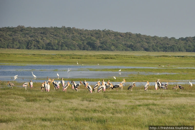 Национальный парк Миннерия, что недалеко от 2-ой из великих сингальских столиц — Полоннарувы, в сентябре — ноябре впечатляет огромными стаями аистов-клювачей (их принимают порой за марабу). Гиритале, Шри-Ланка