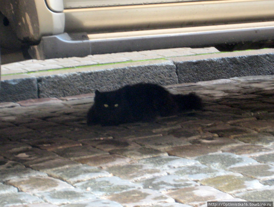 Коты города Риги. Рига, Латвия Коты города Риги. Рига, Латвия