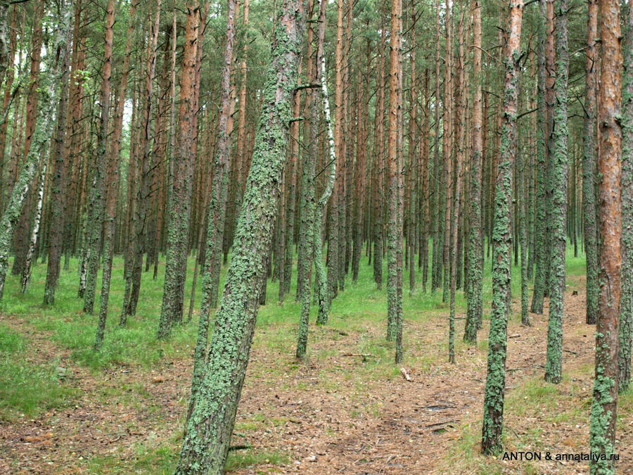 Сосны. Куршская Коса Национальный Парк, Россия