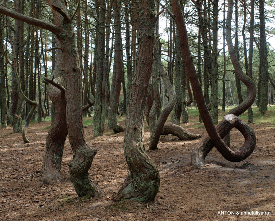 Танцующий лес. Куршская Коса Национальный Парк, Россия