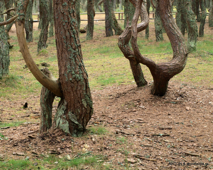 Танцующий лес. Куршская Коса Национальный Парк, Россия