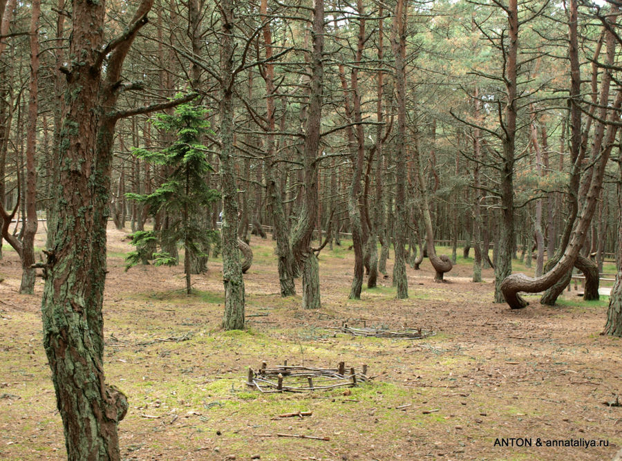 Дюны и сосны — часть 2. Танцующий лес Куршская Коса Национальный Парк, Россия