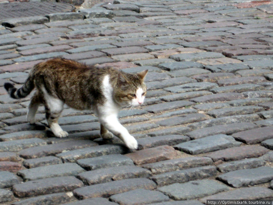 Ещё один настоящий рижский кот. Рига, Латвия Ещё один настоящий рижский кот. Рига, Латвия