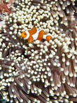 Актинии живут в симбиозе с раками-отшельниками или другими беспозвоночными, а также с некоторыми видами рыб (например, с рыбами-клоунами).