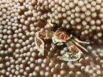 Фарфоровый крабик на актинии. Размер 1 — 1,5 см.
