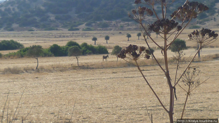 Вот такие пейзажи  по пути на мыс Карпаз Фамагуста, Турецкая Республика Северного Кипра
