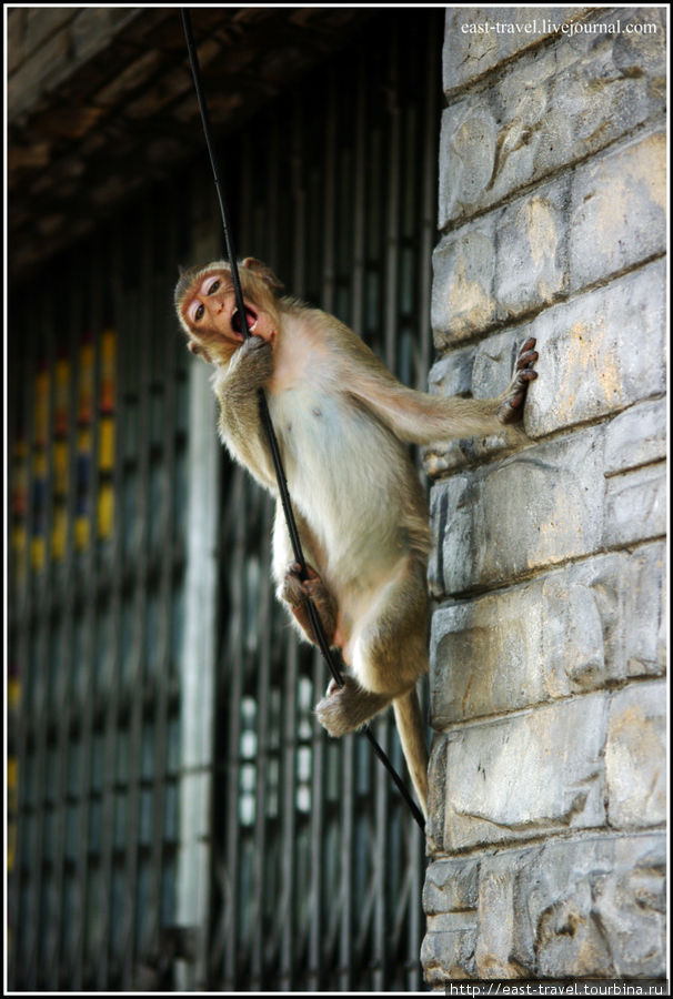 Город обезьян в Стране улыбок Лоп-Бури, Таиланд