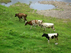 Коровы здесь очень живописные!
