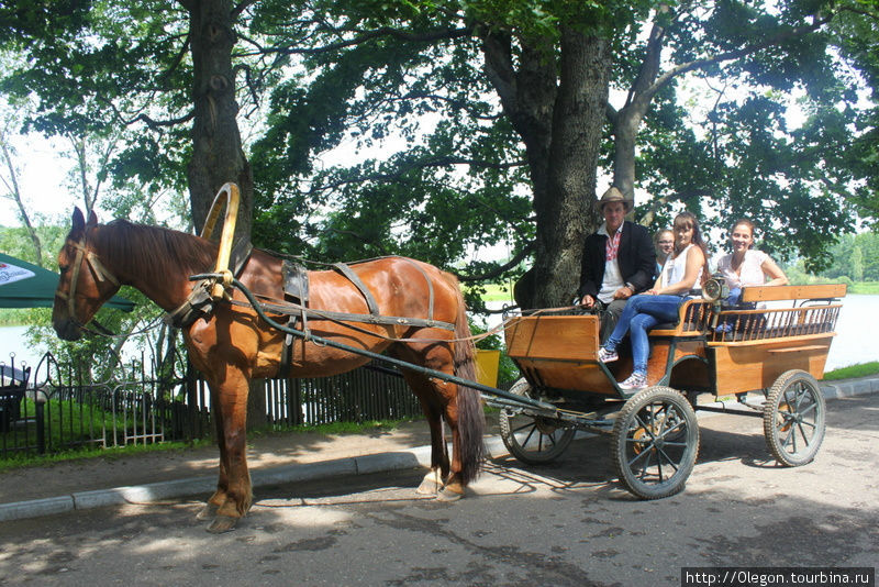 или на повозке с лошадкой Несвиж, Беларусь