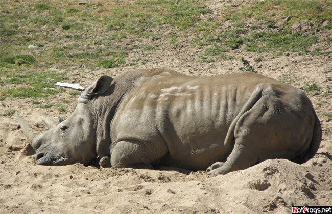 Носорог на отдыхе Сан-Диего, CША