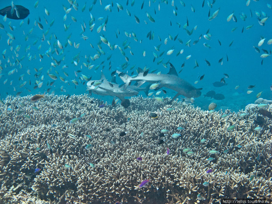 Еще акулы. Остров Сипадан, Малайзия