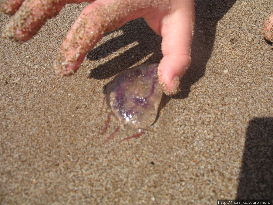 медуза, выброшенная на берег волнами Фуджейра, ОАЭ