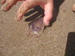 медуза, выброшенная на берег волнами