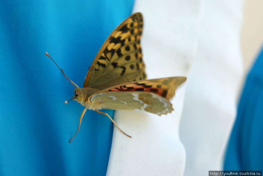 бабочка, присевшая на купальник Евпатория, Россия