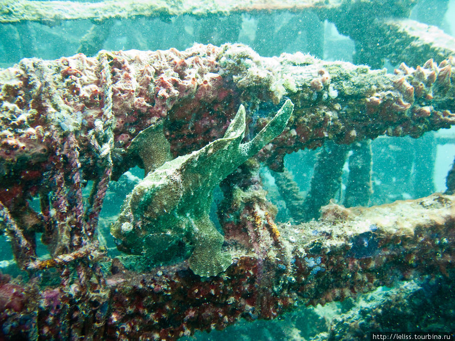 Frogfish (рыба-лягушка) Остров Мабул, Малайзия