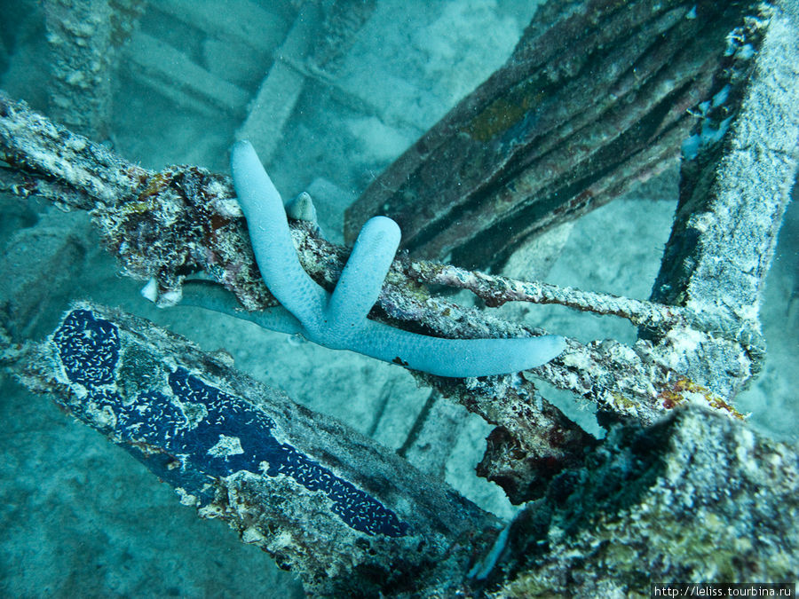 Хроника одного погружения (или и под водой бывает одиноко) Остров Мабул, Малайзия