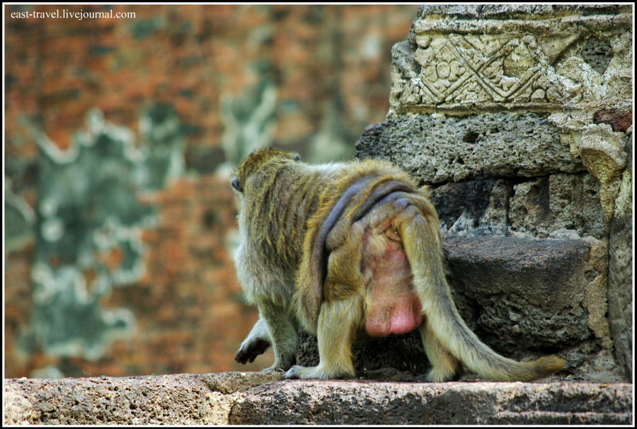 Храм обезьян в Стране Улыбок Лоп-Бури, Таиланд