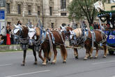 К параду украшают и лошадей
