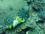А это — бич этих рифов: морская звезда терновый венец. Она есть кораллы. Причем очень быстро ест. Как только появились на рифах эти 