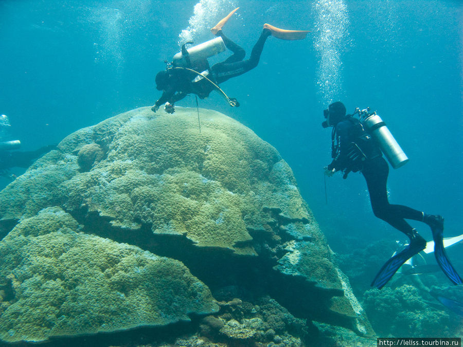 Вот такие там огромные кораллы. Лаянг-Лаянг, Малайзия