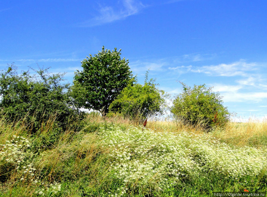 Красиво смотрится белый ковер полевых цветов Среднечешский край, Чехия