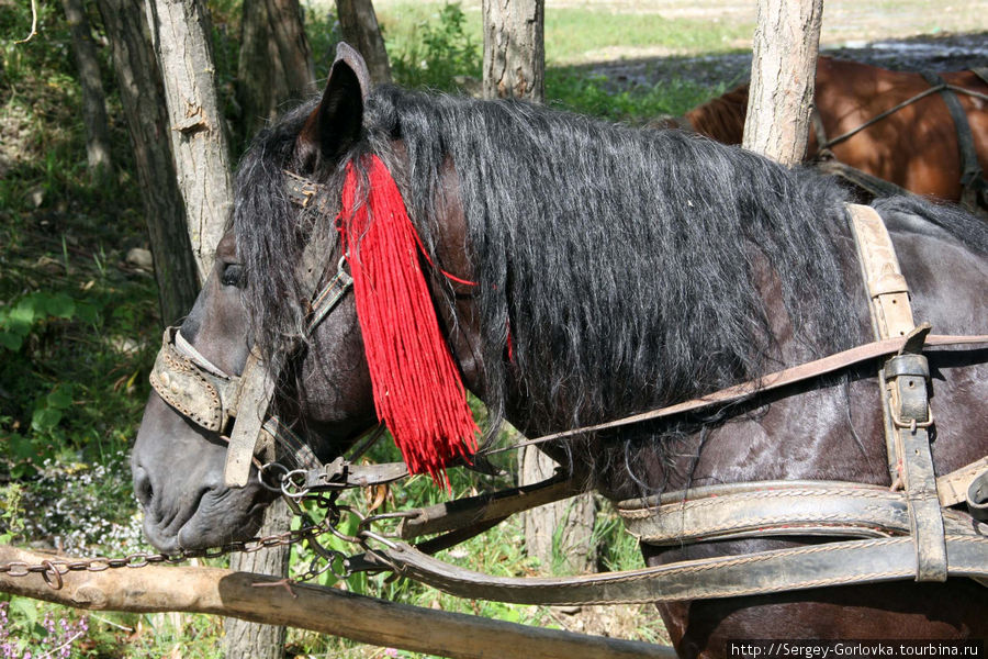 Самые весёлые цыгане -румыны Хунедоара, Румыния
