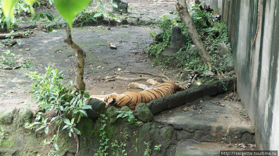 Все тигры лениво спали долеко в вольере и так и не показали себя Манила, Филиппины