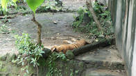 Все тигры лениво спали долеко в вольере и так и не показали себя