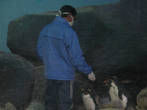 кормление пингвинов в Океанариуме