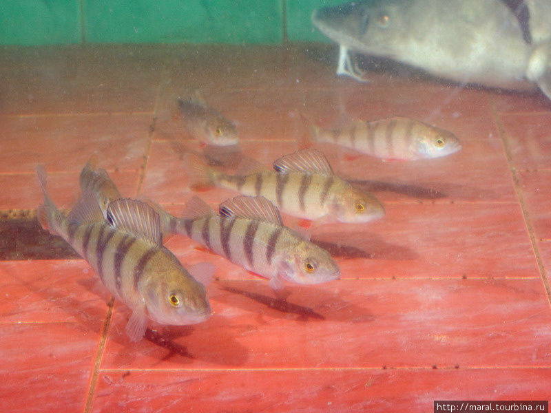 Ничуть не хуже экзотических рыб наши окуни Борок, Россия