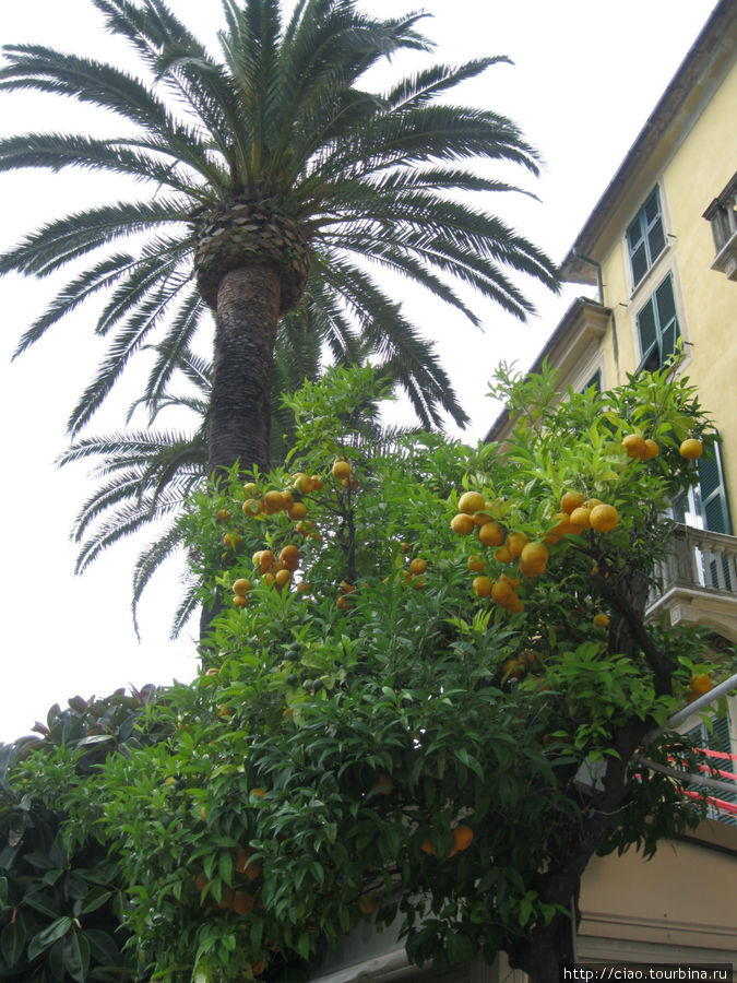 Мандарины в Рапалло. Рапалло, Италия