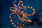 Очень редкий осьминог Wonderpus octopus (Wunderpus photogenicus).