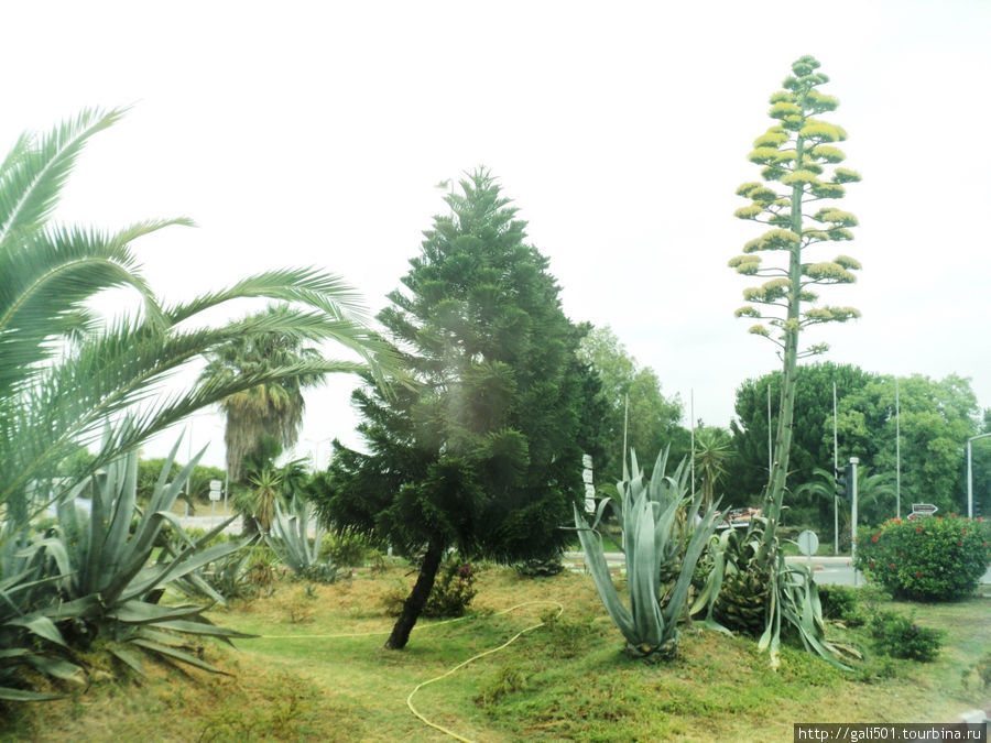 Деревья в Тунисе необыкновенные. Это не только финиковые пальмы и оливы. В Тунисе растут огромные фикусы (самых разнообразных видов). Из этих знаю только алое и пальмы, остальные названия забыла и нигде не могу уточнить. Тунис