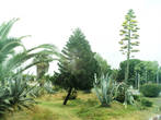 Деревья в Тунисе необыкновенные. Это не только финиковые пальмы и оливы. В Тунисе растут огромные фикусы (самых разнообразных видов). Из этих знаю только алое и пальмы, остальные названия забыла и нигде не могу уточнить.