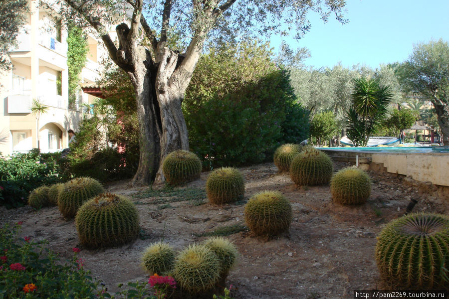 оливы и кактусы Алькудия, остров Майорка, Испания