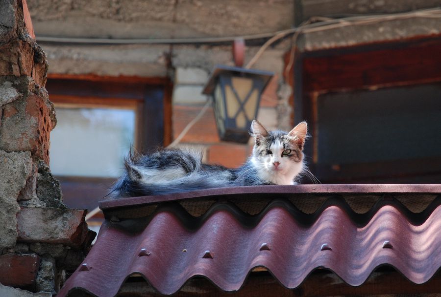 Античная кошка:) Пловдив, Болгария