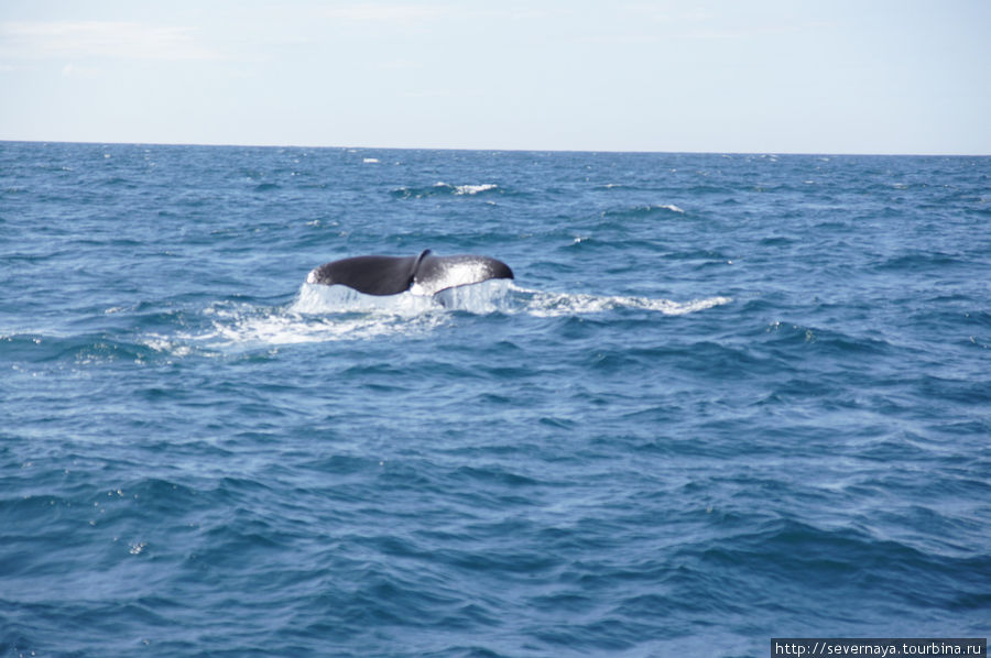 Китовое сафари в Анденесе