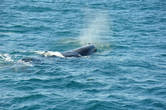 Китовое сафари в Анденесе