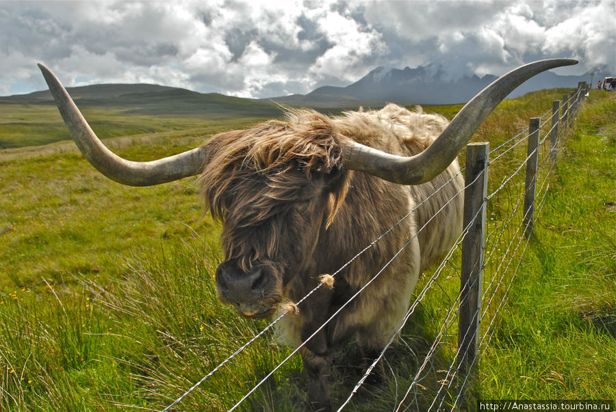 Хайленды - умилительные коровы Остров Скай, Великобритания