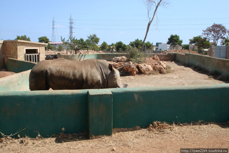 крупные животные в загонах бетонных с-Иллот, остров Майорка, Испания