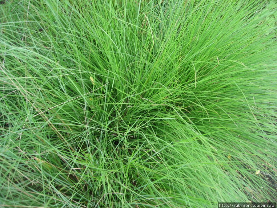 Очень нравится такая яркая и пушистая трава Остров Бусуанга, Филиппины