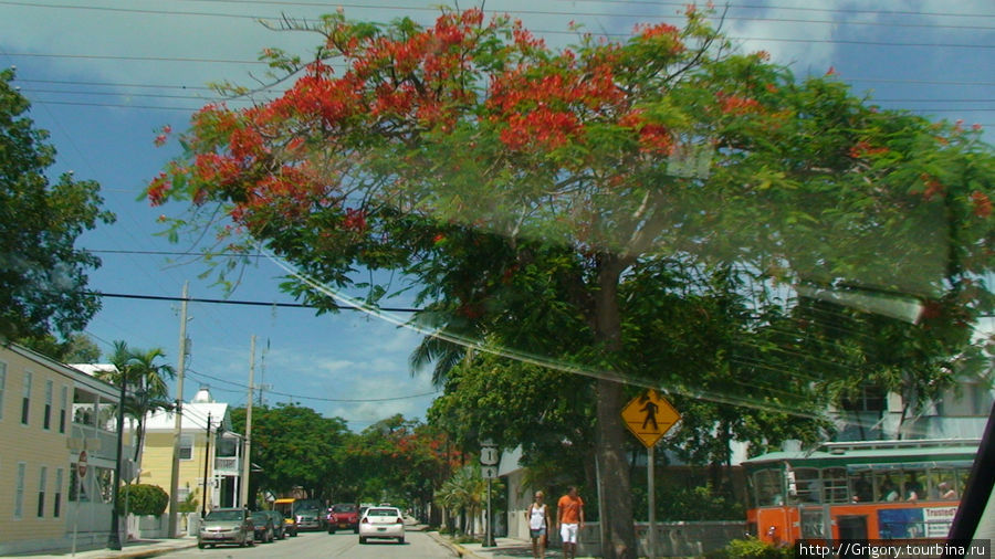 Фламбайан- южное дерево Ки-Уэст, CША