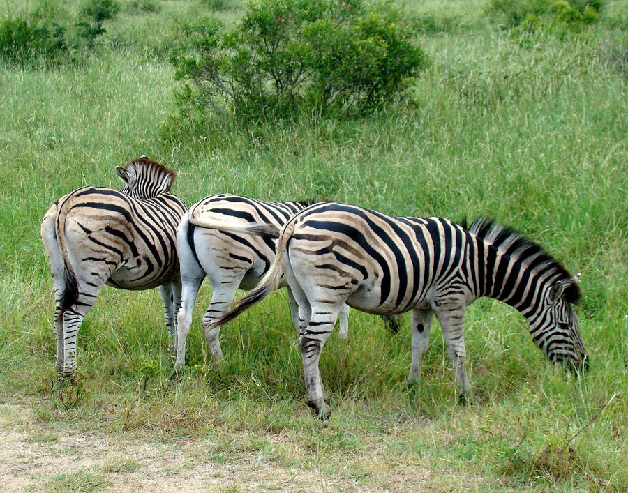 Национальная гордость Южно-Африканской республики Национальный парк Крюгер, ЮАР