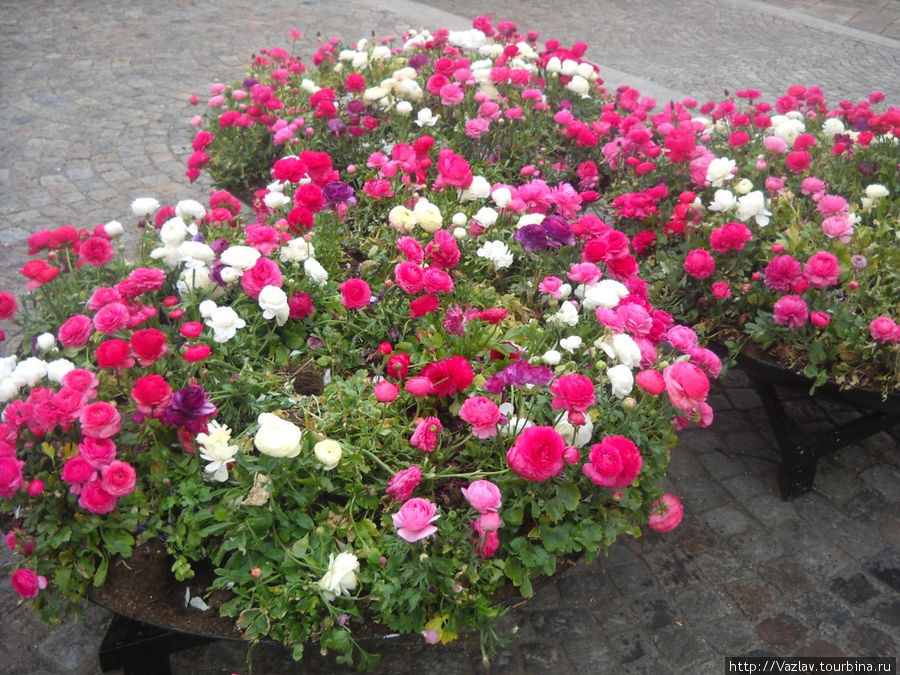 Цветы в городе встречаются часто Хельсингборг, Швеция