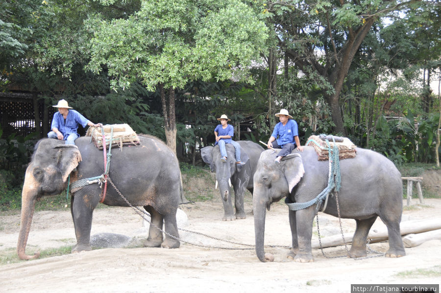 Веселые и добрые слоники. Чиангмай, Таиланд
