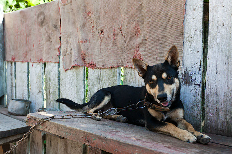 Био-собака Винницкая область, Украина