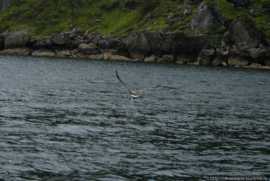 Увидеть морского орла Портри, Великобритания
