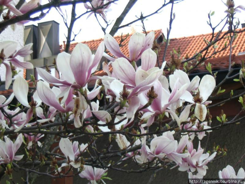 В апреле цветет магнолия Унтерхахинг, Германия