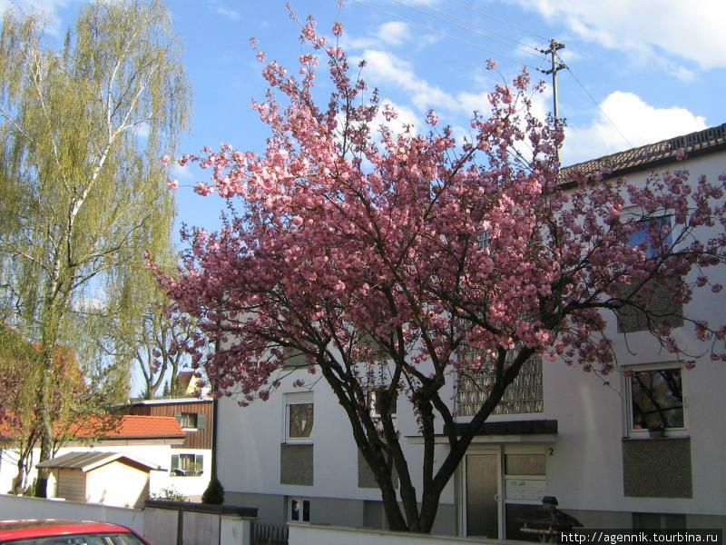 Цветет вишня сакура Унтерхахинг, Германия