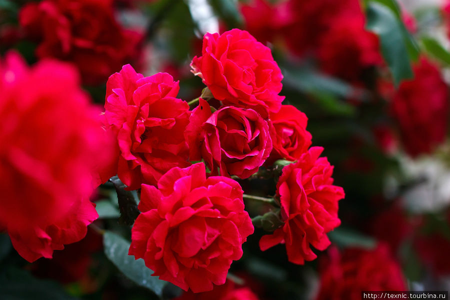 В Сараево высажено огромное количество прекрасных роз, это одна из визитных карточек города Сараево, Босния и Герцеговина